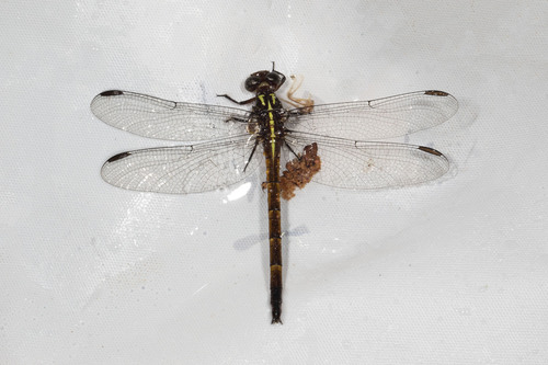 Phyllocycla modesta