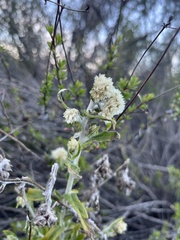 Pseudognaphalium biolettii