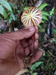 Marasmius berteroi