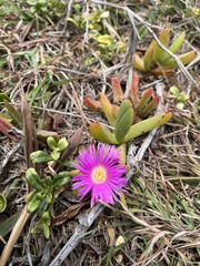 Carpobrotus glaucescens
