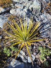 Celmisia lyallii