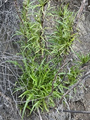 Malacothrix saxatilis