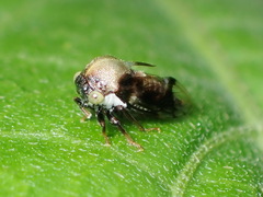 Smiliinae