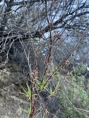 Malacothrix saxatilis