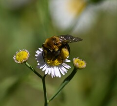 Melissodes dentiventris