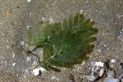 Halophila spinulosa