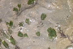 Halophila spinulosa