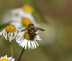 Gymnoclytia