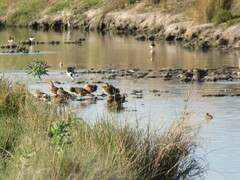 Solanum glaucophyllum