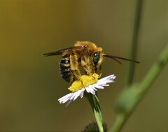 Melissodes dentiventris