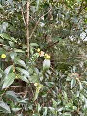 Glochidion ferdinandi