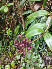 Liliales