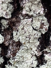 Lepraria finkii