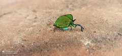 Arcas imperialis