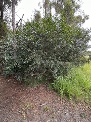 Glochidion ferdinandi