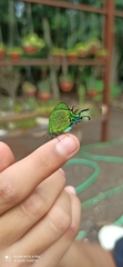 Arcas imperialis