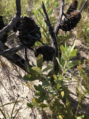 Banksia ornata
