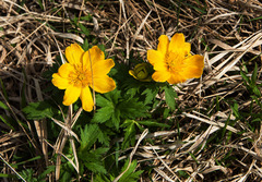Trollius ranunculinus