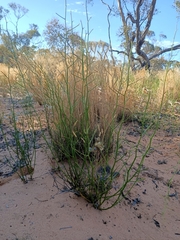 Scaevola depauperata