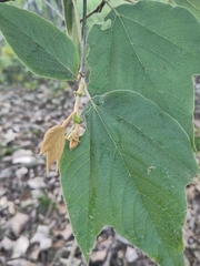 Platanus mexicana