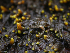 Cycloramphus brasiliensis