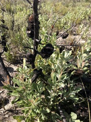 Banksia ornata