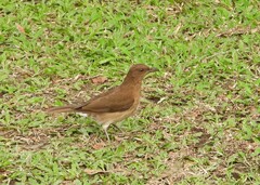 Turdus ignobilis