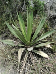 Furcraea andina