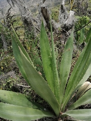 Furcraea andina
