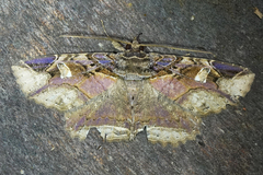 Peteroma denticulata