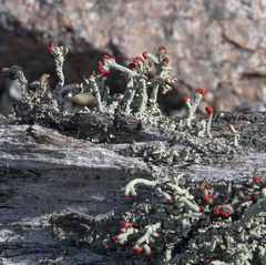 Cladonia cristatella