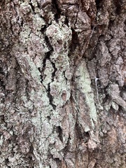 Lepraria finkii