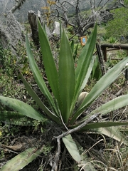 Furcraea andina