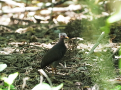 Megapodius laperouse senex