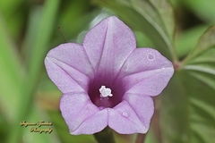 Ipomoea triloba