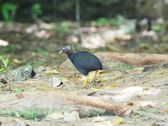 Megapodius laperouse senex
