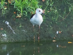 Himantopus himantopus