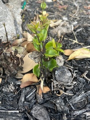 Ligustrum japonicum