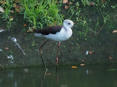 Himantopus himantopus