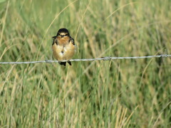 Hirundo rustica