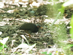 Megapodius laperouse senex