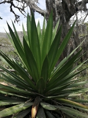 Furcraea andina
