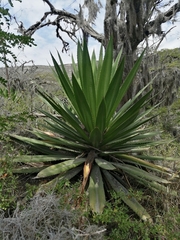 Furcraea andina