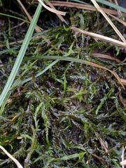 Fontinalis antipyretica