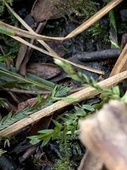 Fontinalis antipyretica