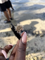 Lytechinus variegatus