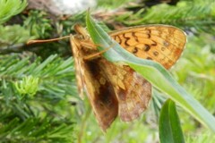 Boloria epithore