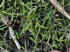 Fontinalis antipyretica