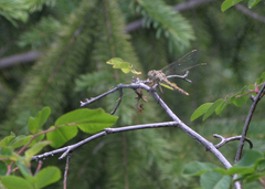 Sympetrum striolatum pallidum