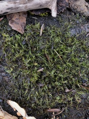 Fontinalis antipyretica